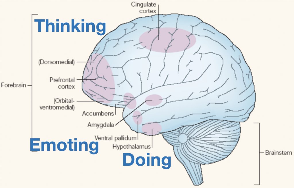 Brain anatomy diagram showing areas involved in emotion regulation