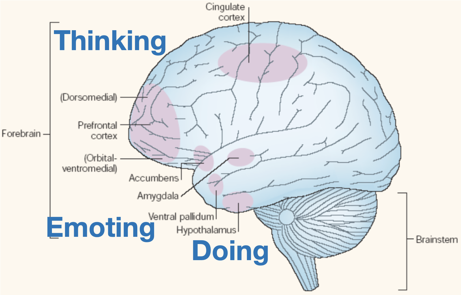 Identify The Hormone Which Controls Emotions